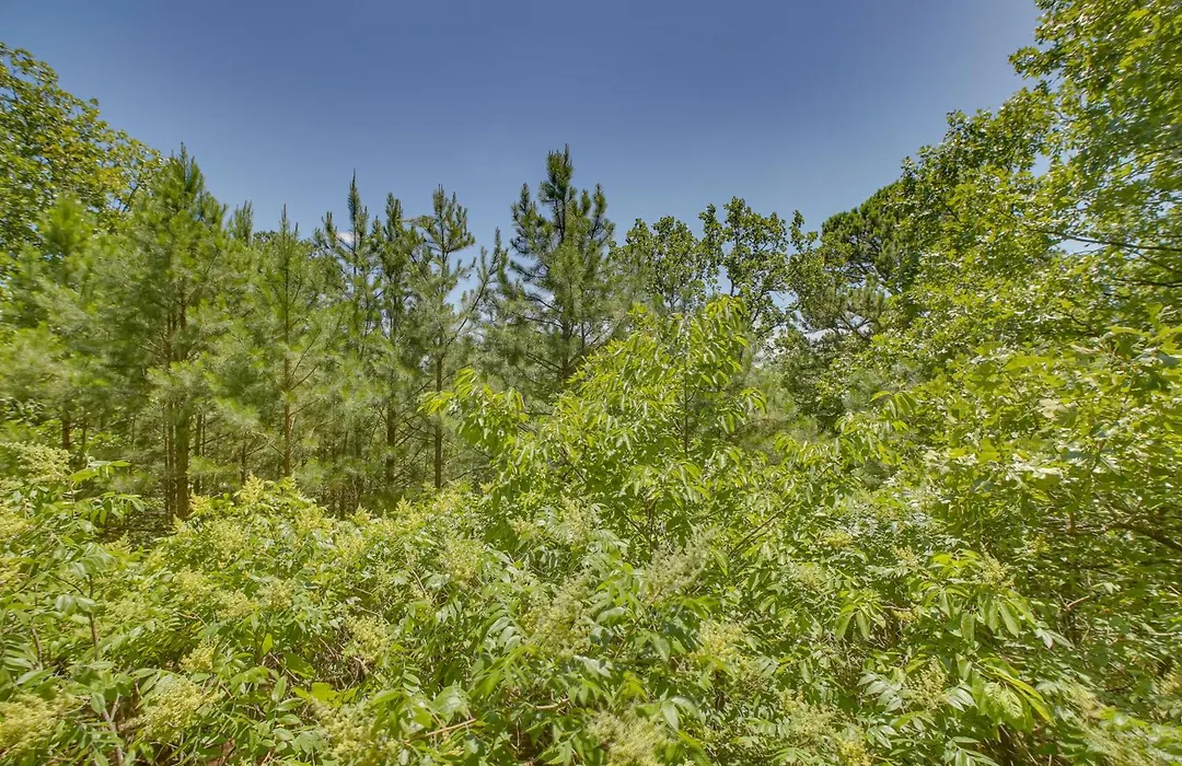 Studio W/ Deck: Near Thorncrown Chapel & Lakes-1